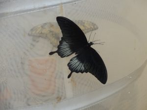 Edukacinė valandėlė įstaigos ugdytiniams „Tropiniai drugeliai iš arti“ (2018 m. spalis)