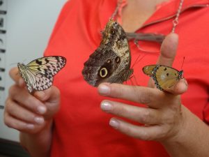 Edukacinė valandėlė įstaigos ugdytiniams &#8222;Tropiniai drugeliai iš arti&#8221; (2018 m. spalis)